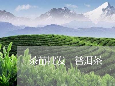 茶苗批发 普洱茶/2023041047380